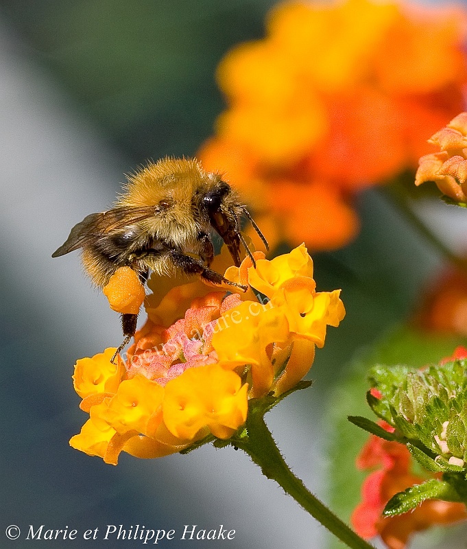 Bourdon 1672_wm.jpg - Bourdon avec d'énormes pelotes de pollen (Ermitage, Genève, Suisse, juillet 2008)